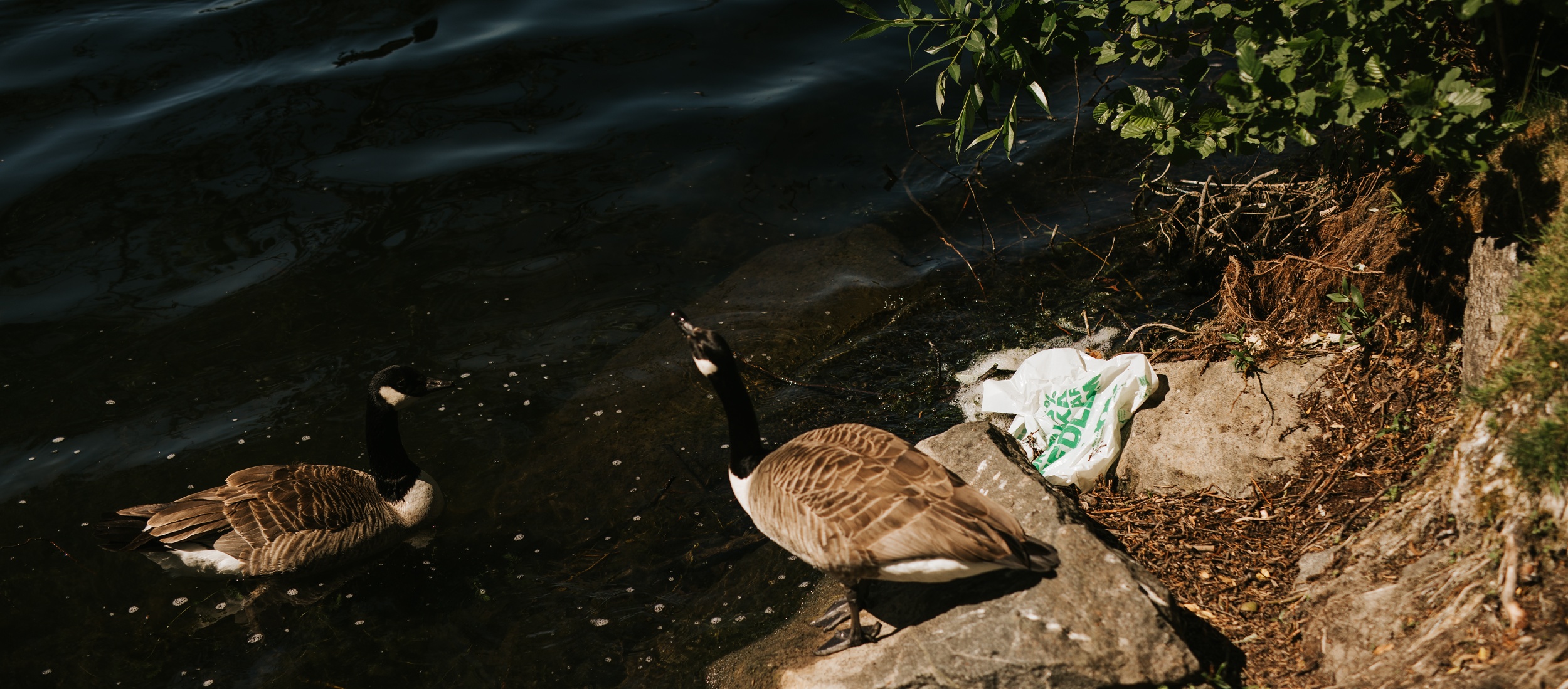 Gäss vid sjökanten Två gäss vid vattnet nära en strand med växter och stenar samt en plastpåse i sikte.