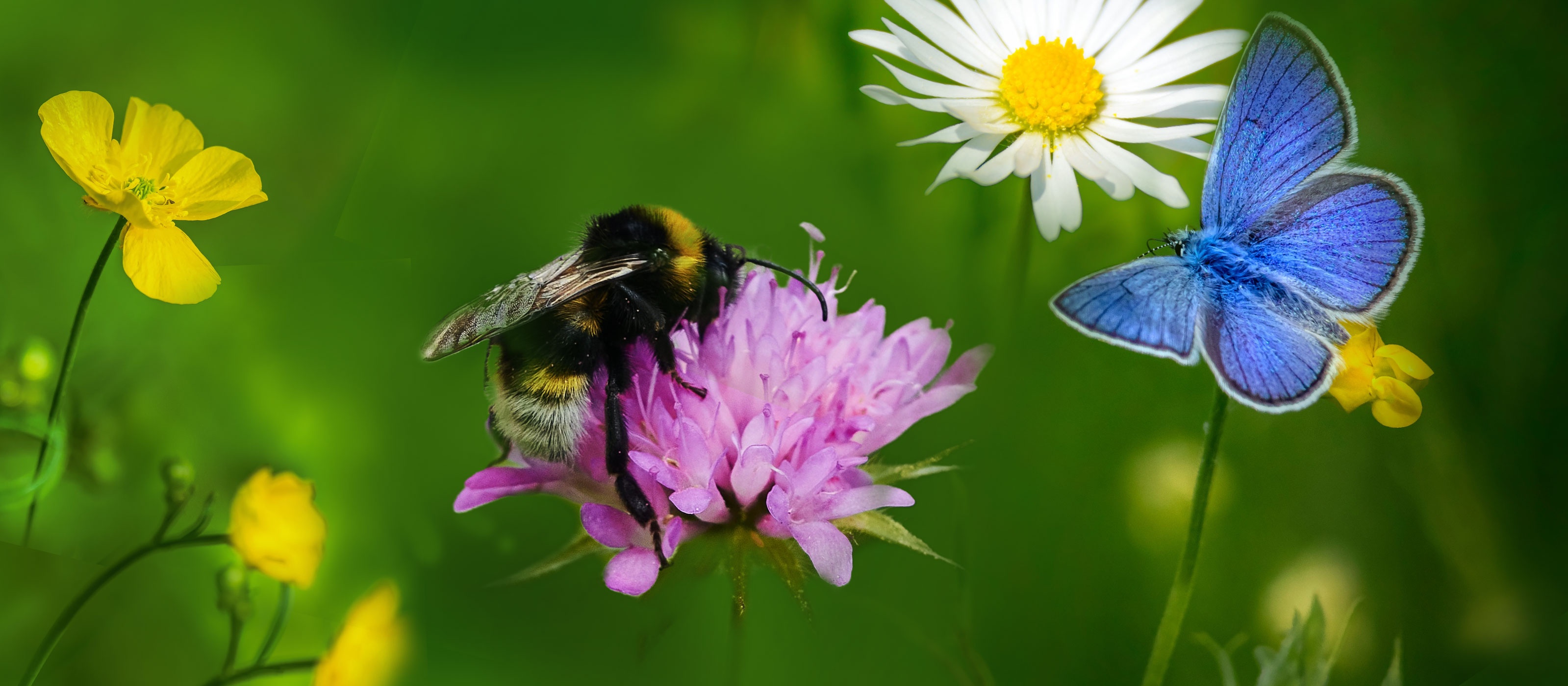 Humla och blå fjäril på blomma En blomstrande äng med en humla som suger nektar från en rosa blomma och en blå fjäril som flyger.
