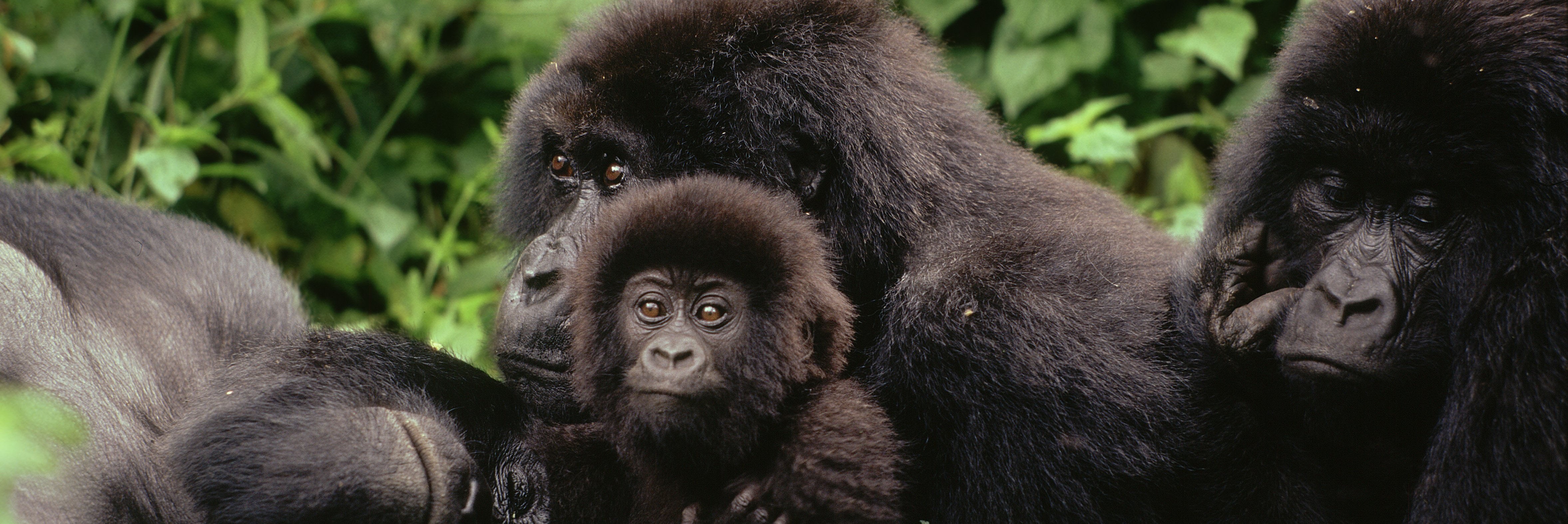 Grupp av gorillor i skogen, med en unge i mitten som tittar framåt, omgiven av grönska.