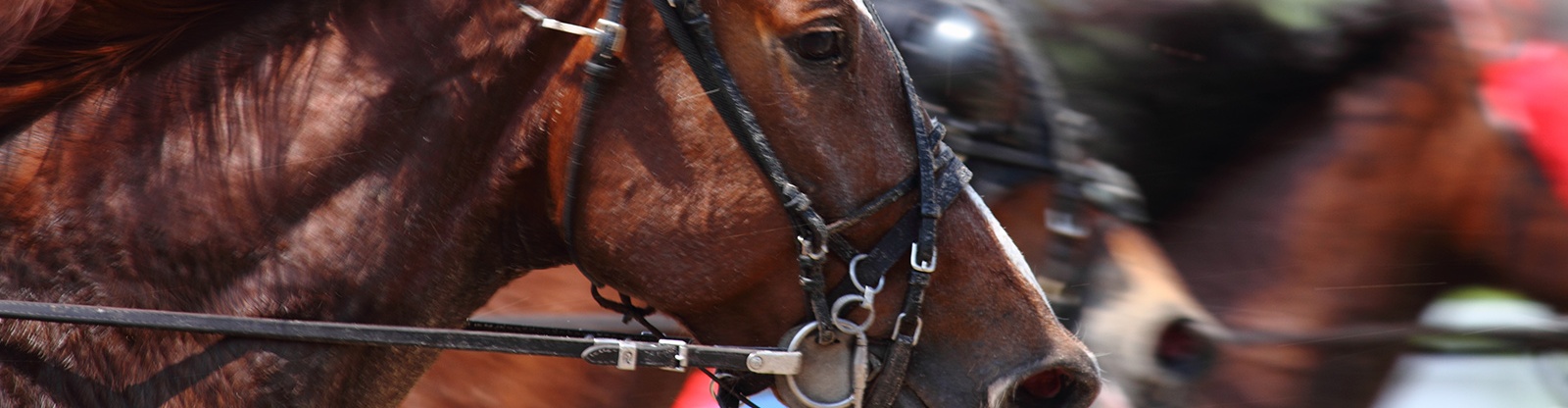 Läs mer om och spela på Elitloppet på Svenska Spel Sport & Casino