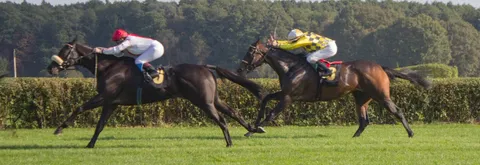 Två hästar och ryttare i fransk galopp