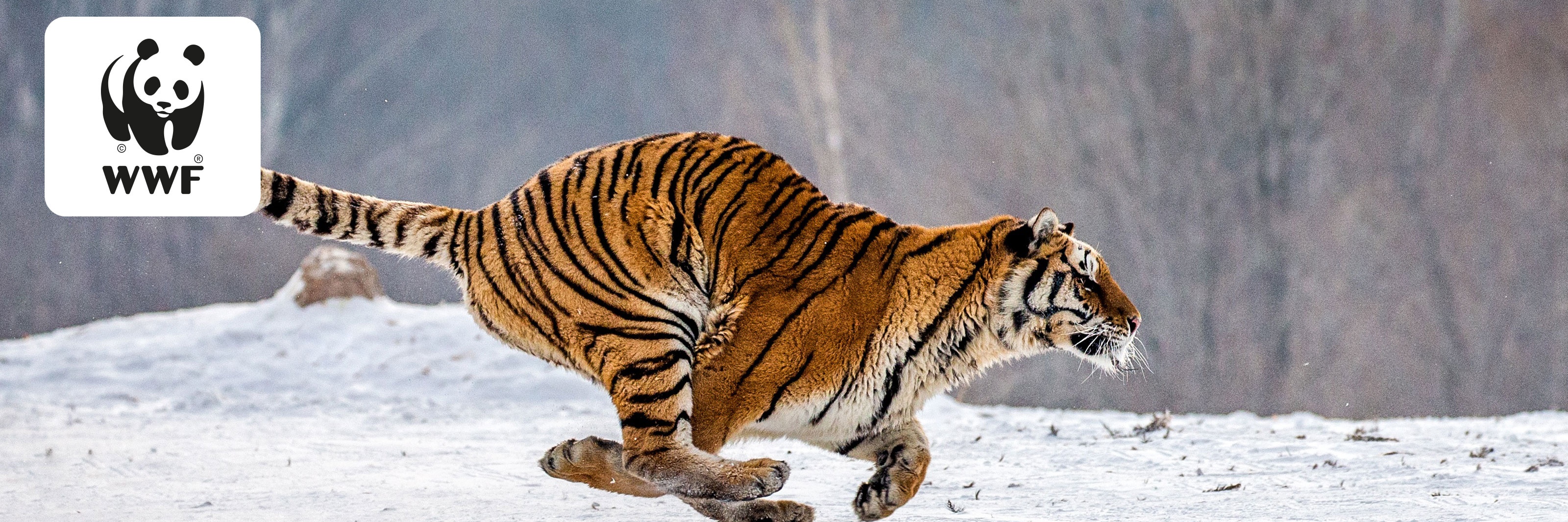 Tiger som springer i snölandskap med WWF-logotyp i övre vänstra hörnet.